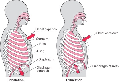 lung-diaphragm